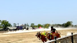 Joki mengendalikan sapi di laga karapan sapi Kabupaten Pamekasan di lapangan Murtajih, Minggu (11/10/2026). (LAILIYATUN NURIYAH/KLIK MADURA).