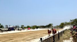Salah satu pasang sapi karapan dipacu di lapangan Karapan Sapi di Desa Murtajih, Kecamatan Pademawu. (KLIKMADURA)