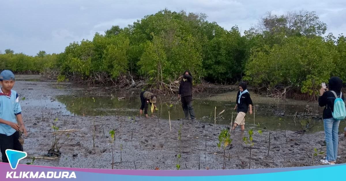 Penanganan Dugaan Perusakan Mangrove Jalan di Tempat, PPLH Madura Raya Pertanyakan Keseriusan Polres Pamekasan
