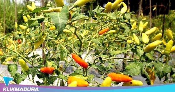 Timpang! Cabai Rawit di Pasar Sampang Rp60 Ribu Perkilogram, Harga di Petani Hanya Rp40 Ribu