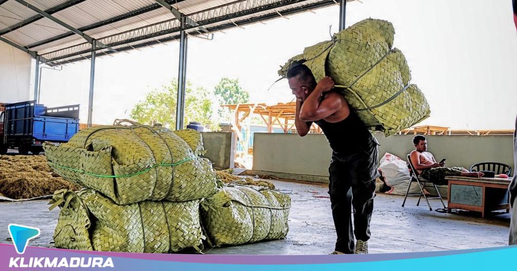Harga Tembakau Pamekasan Paling Tinggi Rp75 Ribu per Kilogram, Serapan Capai 16 Ribu Ton