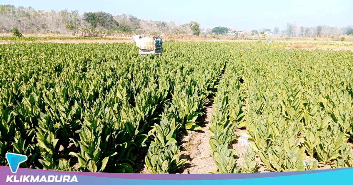 Serapan Tembakau Sampang Masih Minim, Petani Cemas Harga Jatuh