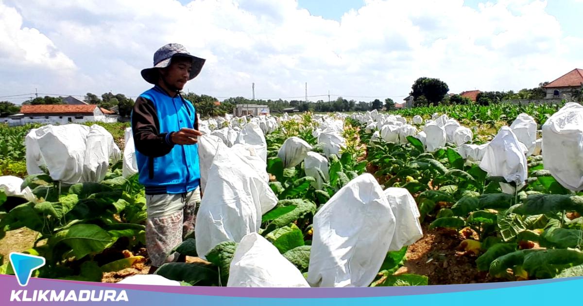 Buruh Tani Tembakau Pamekasan Diusulkan Terima BLT DBHCHT, Anggaran Rp1,7 Miliar Masuk PAK