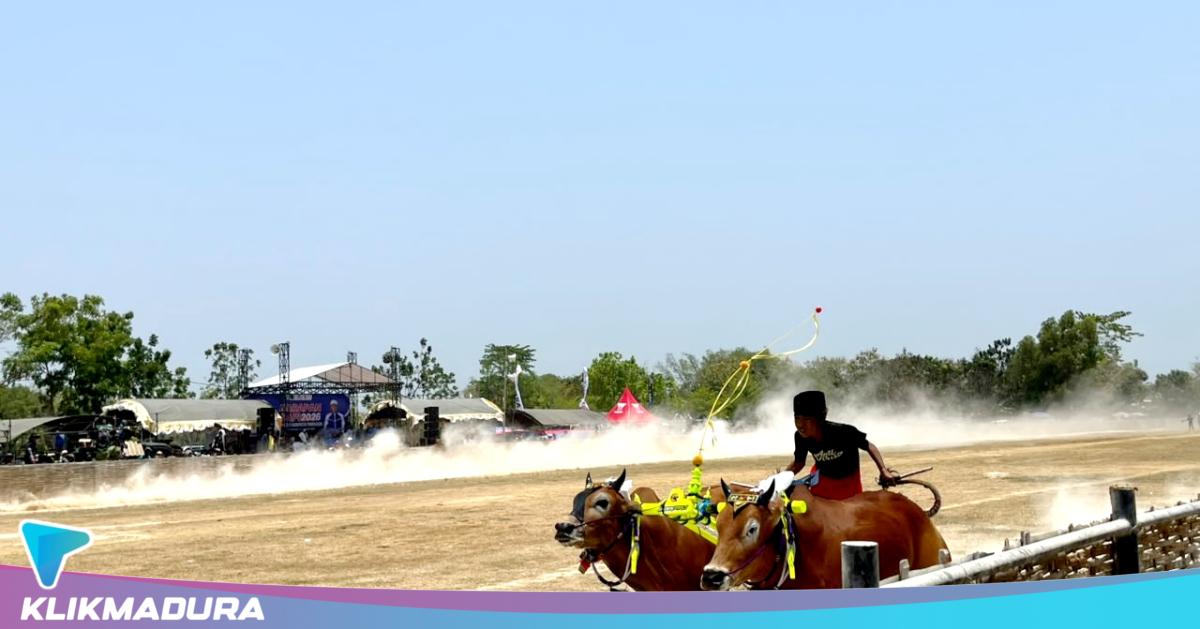 Pagelaran Karapan Sapi Pamekasan Tanpa Suntikan Dana Pemkab, Peserta Patungan hingga Ratusan Juta