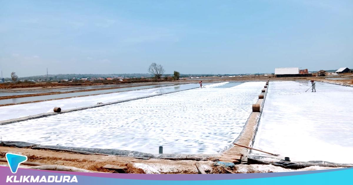 Petani Garam Sampang Tak Berdaya Tentukan Harga, Tengkulak Jadi Penentu