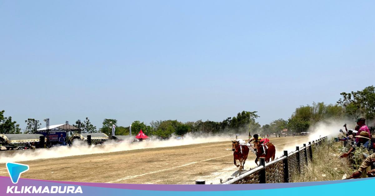 Lapangan Karapan Sapi Pamekasan Belum Layak Gelar Piala Presiden, Pakar Sakera Minta Segera Dibenahi