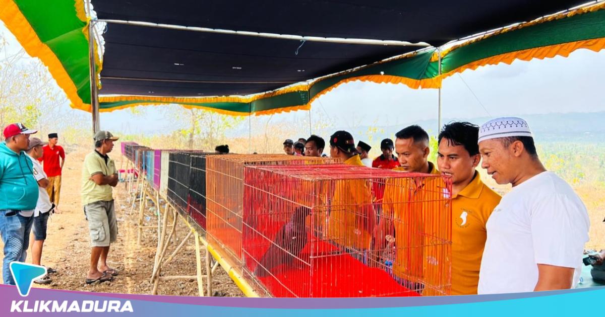 Bukan Sekadar Hobi, Merpati Gingging Dibidik Jadi Ikon Kebanggaan Sumenep